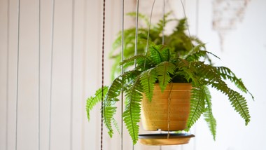 zalej te pestki wodą i podlej paprotkę. ta odżywka w mig postawi ją na nogi