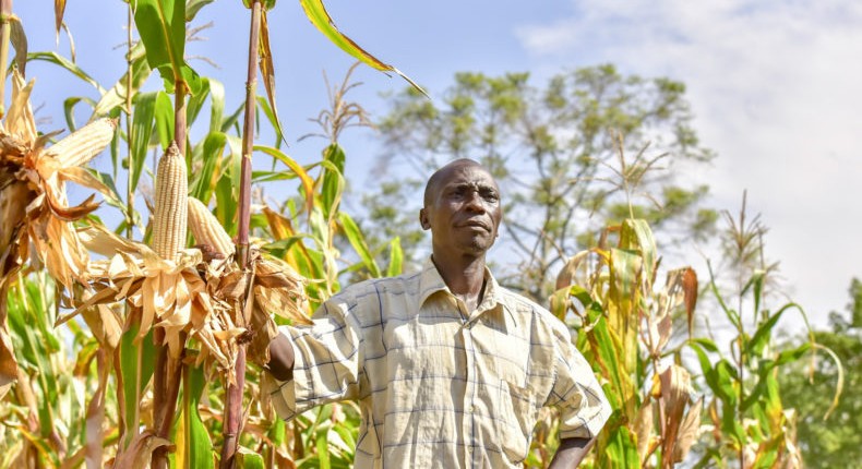 Tanzania freezes grain export permit