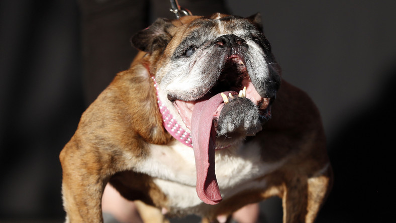 Zsa Zsa, buldog angielski, wygrał konkurs na najbrzydszego psa na świecie, a mimo to został ulubieńcem miłośników czworonogów.