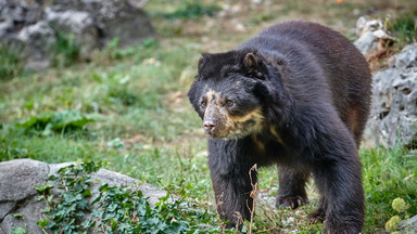 To pierwszy złoty niedźwiedź okularowy. Wygląda jak miś Paddington