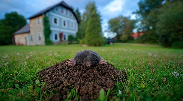 Bosszantó, amikor feltúrja a kertet a vakond /Fotó: Shutterstock