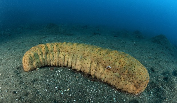 džinovski morski krastavac 01 foto profimedia rs