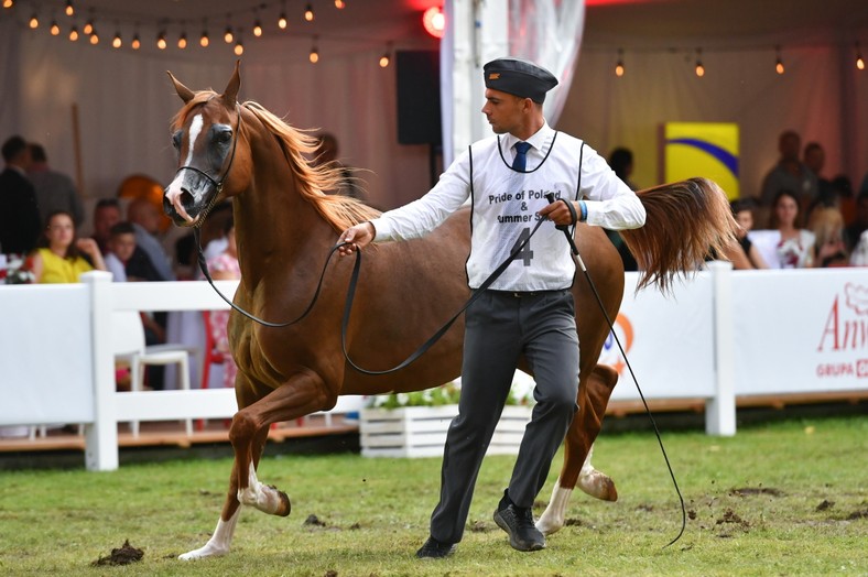 Klacz Poganinka sprzedana za 220 tysięcy euro na aukcji „Pride of Poland” podczas XLIV Narodowego Pokazu Koni Arabskich Czystej Krwi w Janowie Podlaskim