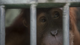 Normális? Bedrogozott orangutánt próbált felcsempészni egy repülőre egy orosz férfi