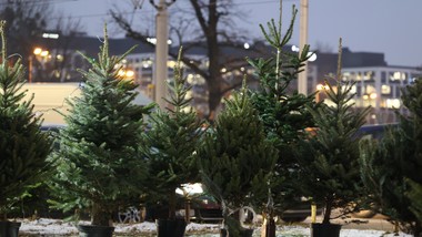 ile wydamy na choinkę w tym roku? sezon świąteczny w polskich domach już się rozpoczął. oto ceny