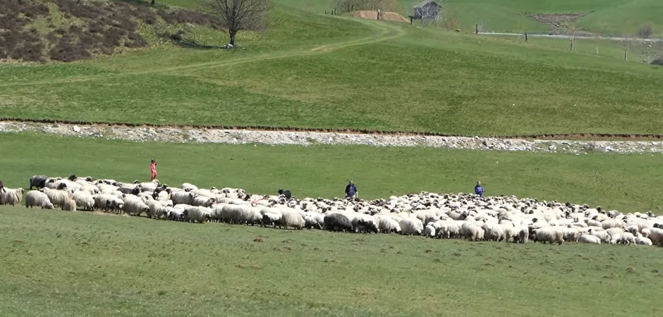 Senad Ramulj ima 1.000 ovaca