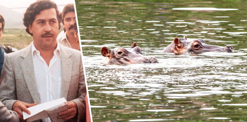 Hipopotamy Pablo Escobara zagrażają Kolumbii. Naukowcy biją na alarm: Jeszcze 10 lat i czeka nas katastrofa!