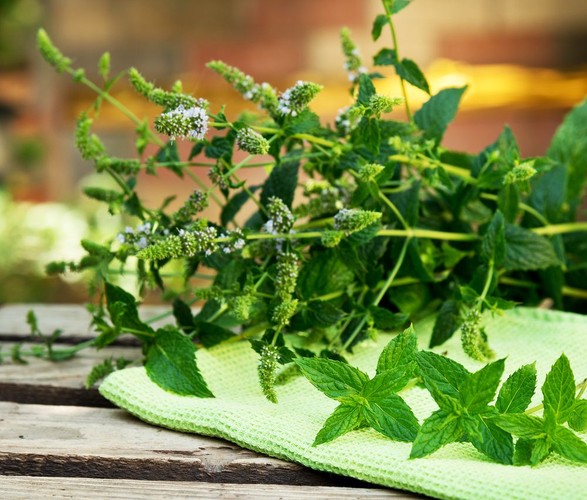 7. Zapach. W biurze pewne zapachy mogą działać jak sole trzeźwiące. Zapachy mięty i cynamonu pomagają zachować koncentrację i zwalczają poczucie zmęczenia, frustracji i niepokoju. Zapach olejku rozmarynowego stymuluje koncentrację oraz szybkość i skuteczność działania. Natomiast w pracy warto unikać zapachów o działaniu rozluźniającym, takich jak lawenda, ylang ylang czy rumianek. Japończycy zauważyli, że na pracowników dobrze wpływają zapachy cytrusowe i wprowadzają je do systemu wentylacji w biurach.