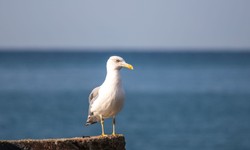 W Szczecinie wyznaczono strefę objętą zakażeniem wysoce zjadliwą grypą ptaków