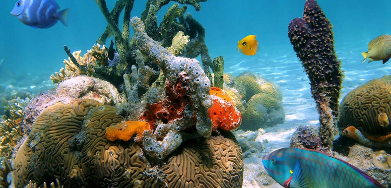 Jamajka i jej podwodny świat