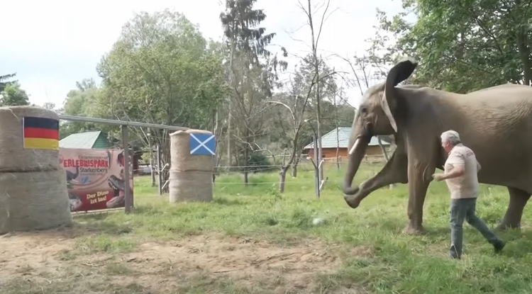 Bubi, a futballjós elefánt