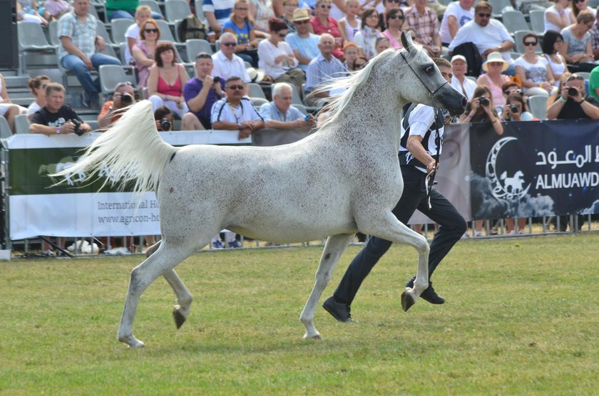 Koń arabski