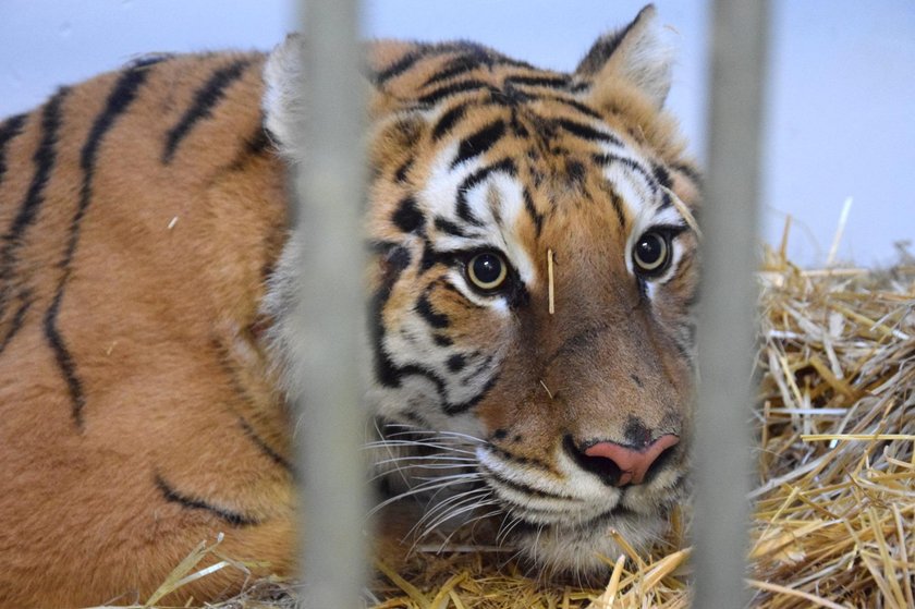 Zoo broni się w sprawie uratowanych tygrysów