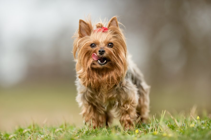 York sprawdzi się w mieszkaniu o małym metrażu -  Dyrefotografi.dk/stock.adobe.com