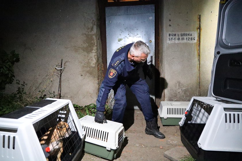 Koszmar buldogów francuskich w Łodzi. Niemal setka psów przebywała w strasznych warunkach. Właścicielka zwierząt trafiła do szpitala