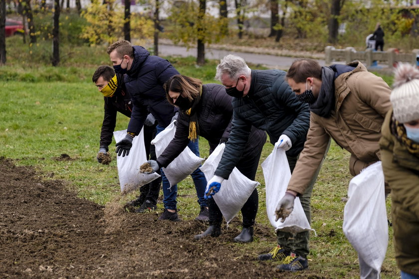 Sieją łąki kwiatowe. Tak chcą walczyć  z suszą i kleszczami