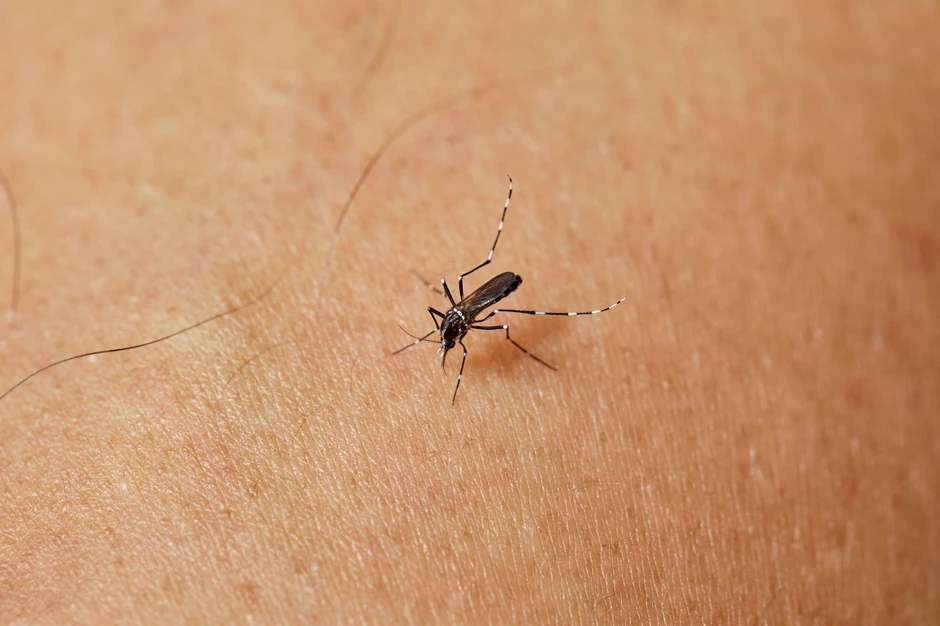 Zbog otoka na mestu uboda komarca ne trba previše brinuti, pravo trovanje krvi je retko 