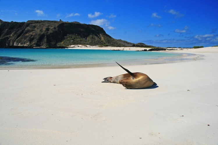 10. miejsce: Galapagos – to wyspy należące do Ekwadoru. Wyspy słynne są z licznych endemitów. Galapagos są Parkiem Narodowym Galapagos od 1959, chroniącym 97,5% obszaru archipelagu. W 1986 otaczający ocean został ogłoszony morskim rezerwatem. UNESCO uznało wyspy jako Miejsce Światowego Dziedzictwa w 1978, które było poszerzone w grudniu 2001 przez włączenie rezerwatu morskiego. Do ochrony wysp została powołana w Belgii w 1959 r. Fundacja Karola Darwina.