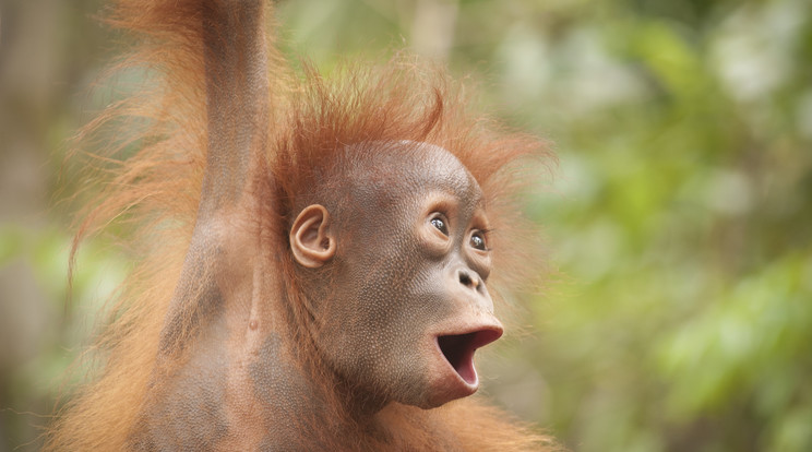 Így nevelik kicsinyeiket a borneói orangutánok /Fotó: Profimedia