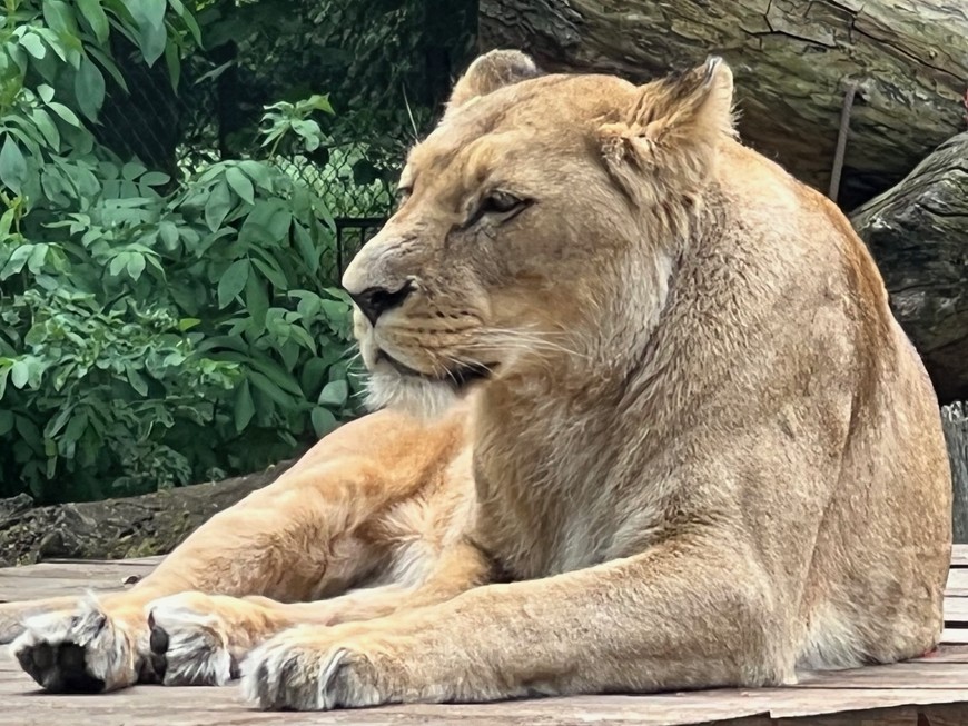 Ostatnio mieszkała w pobliżu tygrysów. Dobrze się czuła w tej przestrzeni