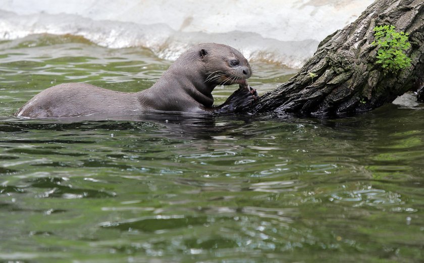 Zakochane wydry mieszkają w łódzkim zoo. Czy będą z tego dzieci? 