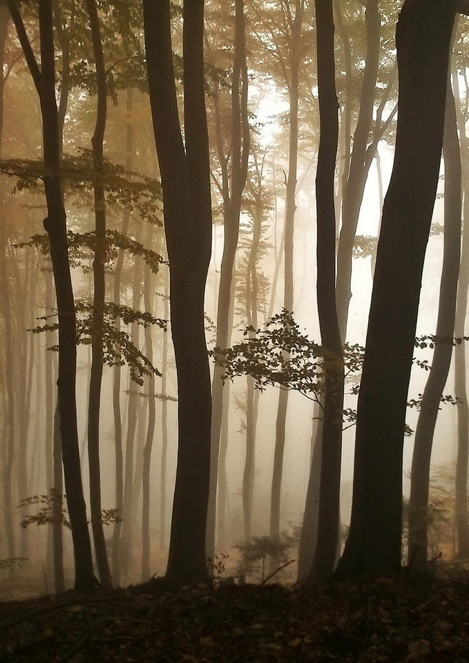 Forest in the fog, fot. Paweł Głowacki