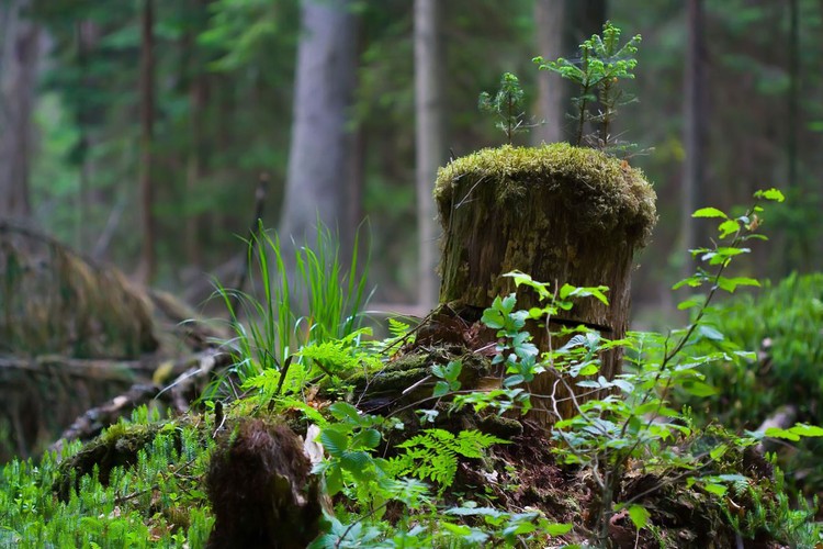Najpiękniejsze krajobrazy Polski
