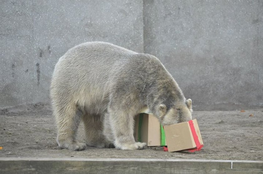 Niedźwiedzie polarne z warszawskiego zoo obchodziły 4 urodziny