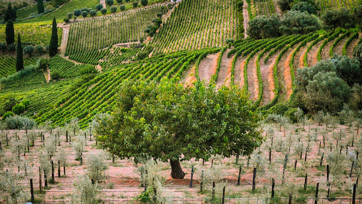 Alto Douro – region winny górnego Duero to jeden z najważniejszych regionów winiarskich w północno-wschodniej Portugalii, położony nad rzeką Duero. Produkcja wina w na tym terenie rozpoczęła się jeszcze w czasach starożytnego Rzymu.  