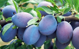 Pojawiają się pierwsze śliwki i jabłka. Ile zapłacimy za owoce?