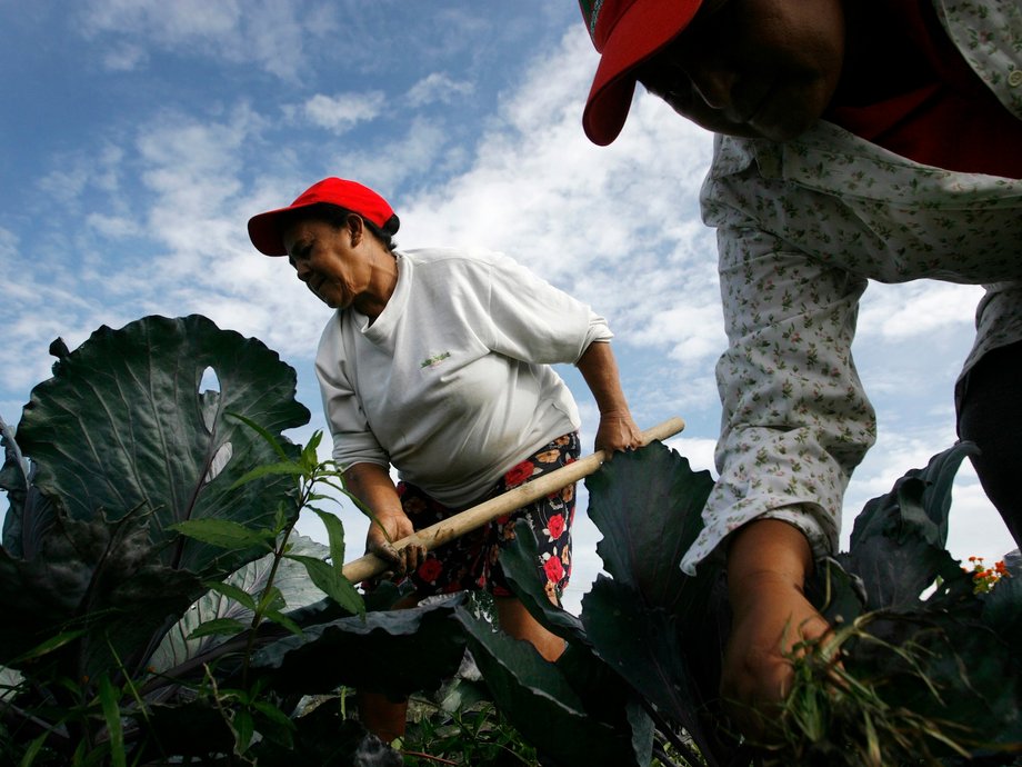 Women work in a cabbage field at Fundo Aracal.