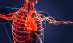 Jak rozszyfrowano ludzkie serce? &quot;Puls w nadgarstku identyczny z biciem serca&quot;