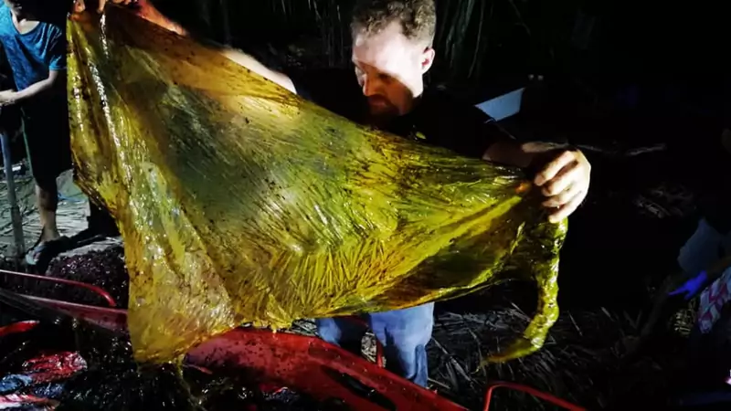 Plastikowa torba z żołądka zmarłego wieloryba 