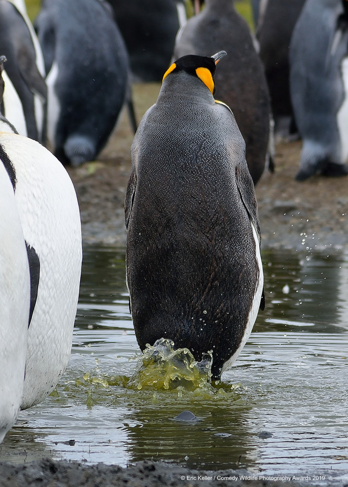 Finaliści Comedy Wildlife Photo Awards 2019