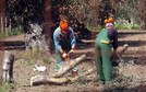 ITALY BACTERIA INFECTED OLIVE TREES (First Xylella-hit tree chopped down)