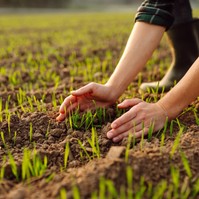 Rejtett veszély a földben: így jutnak gyógyszermaradványok a talajba