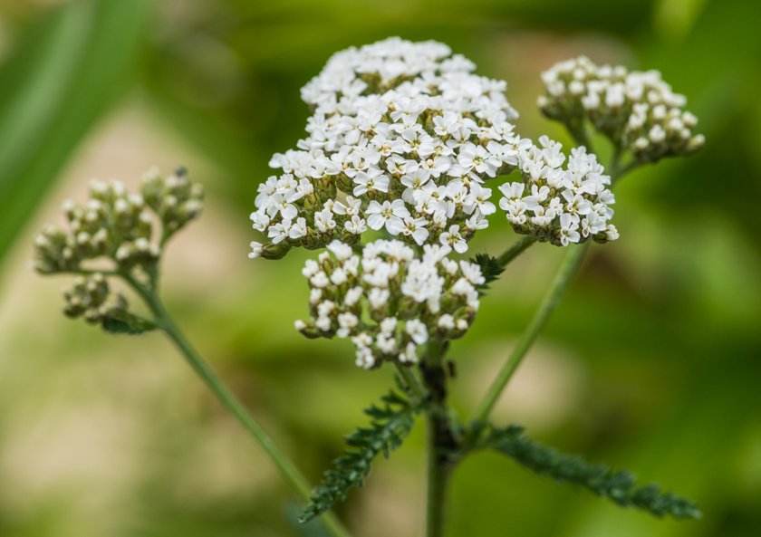 Krwawnik pospolity  (łac. Achillea milefolium) na otarcia