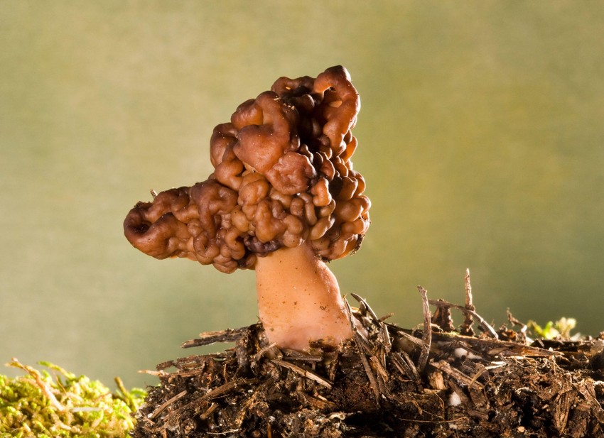 Rani hrčak - ilustracija