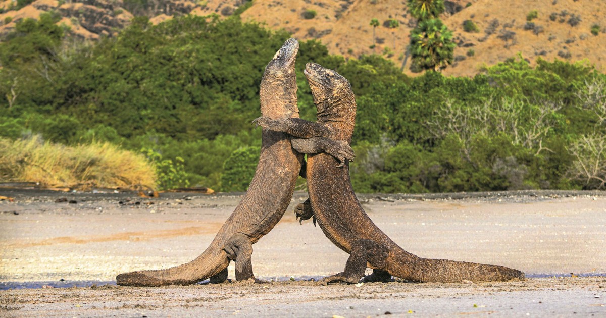 Te jaszczury to urodzeni mordercy. Zraniona ofiara jest niemal bez szans