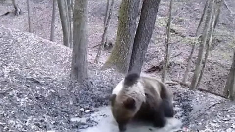 Stary niedźwiedź mocno... lubi się kąpać. Polskie leśne spa to prawdziwy rarytas [WIDEO]