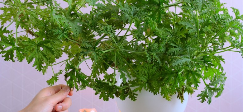 W PRL rosła w doniczce na każdym parapecie. Jest niezwykła, leczy i pięknie pachnie