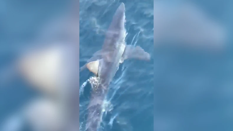 Ajkula snimljena u Jadranskom moru