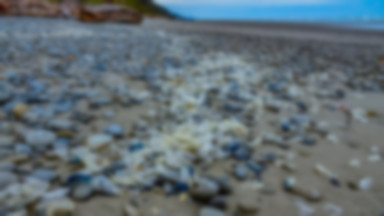 Co roku masowo giną na brzegach plaż. Naukowcy wyjaśniają dlaczego