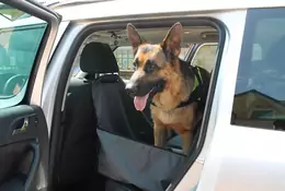 Pies w samochodzie – jak go bezpiecznie przewieźć?