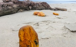 Gorączka bursztynu w kolejnym sezonie serii "Złoto Bałtyku" od 24 marca na kanale HISTORY