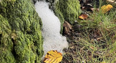 Zadziwiający widok w polskim lesie. Na drzewach pojawiła się tajemnicza piana. Spacerowicze osłupieli