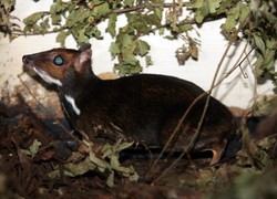 Sensacja w zoo we Wrocławiu. Urodził się myszojeleń