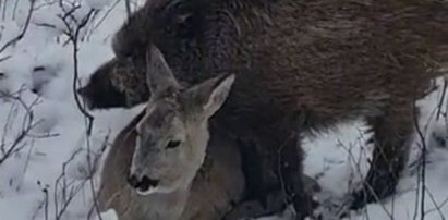 Hit internetu! Fotopułapka przyłapała dzika i sarnę, jak wzajemnie próbują się ogrzać w śniegu [WIDEO]