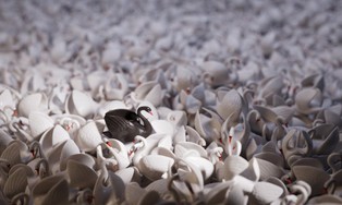 Czarny łabędź właśnie wylądował, nikt nie był na to przygotowany [WYWIAD]