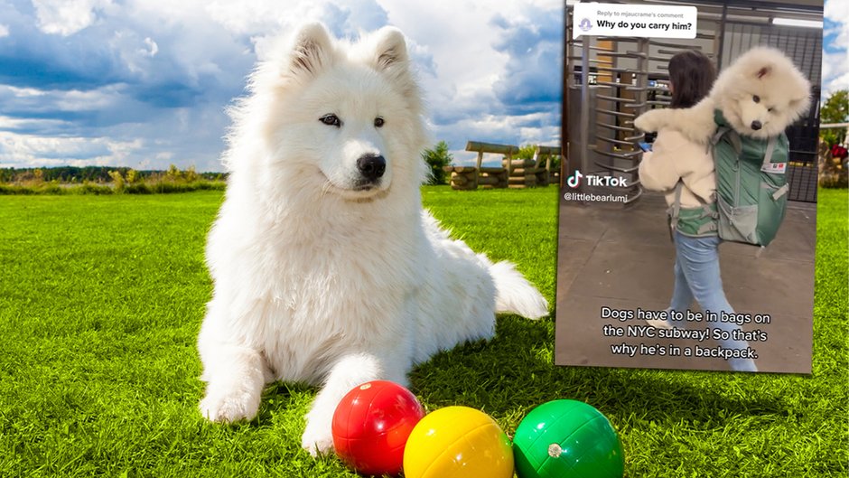 Lumi to półtoraroczna suczka rasy samojed, fot. littlebearlumi/TikTok